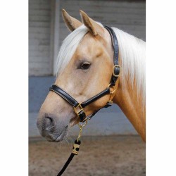 Licol en cuir Harry's Horse Or Cheval